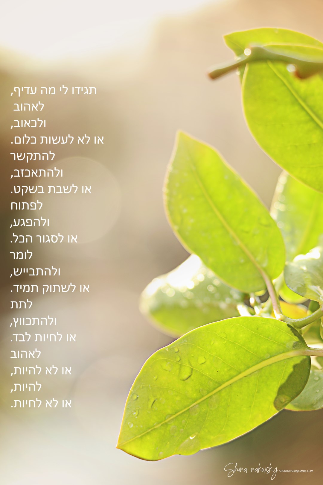 IMG_7678 (Large).jpg