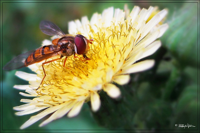 IMG_8351_800_מסגרת_ח_21_זבוב_דבורה (1).jpg