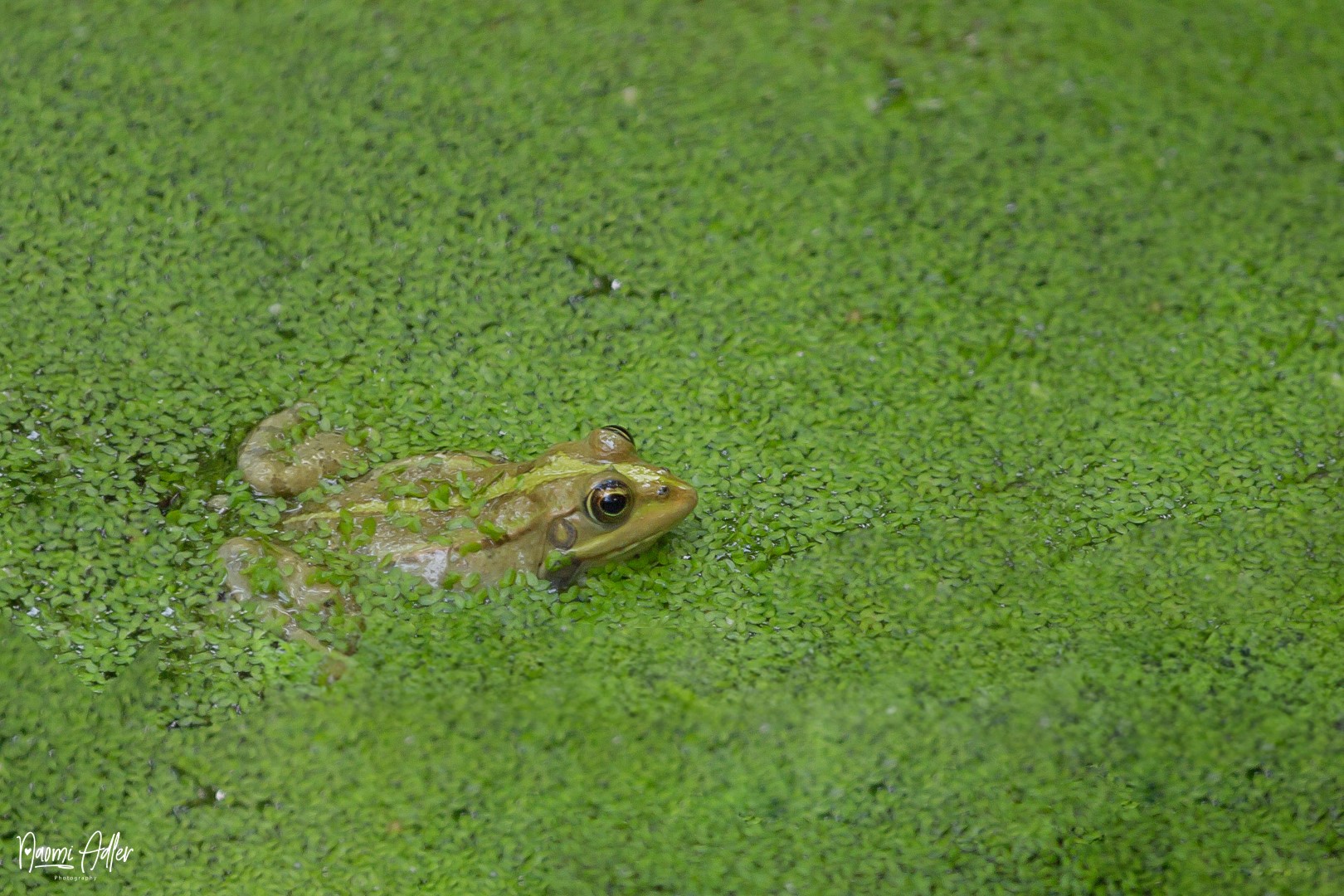 IMG_8708 copy (Large).jpg