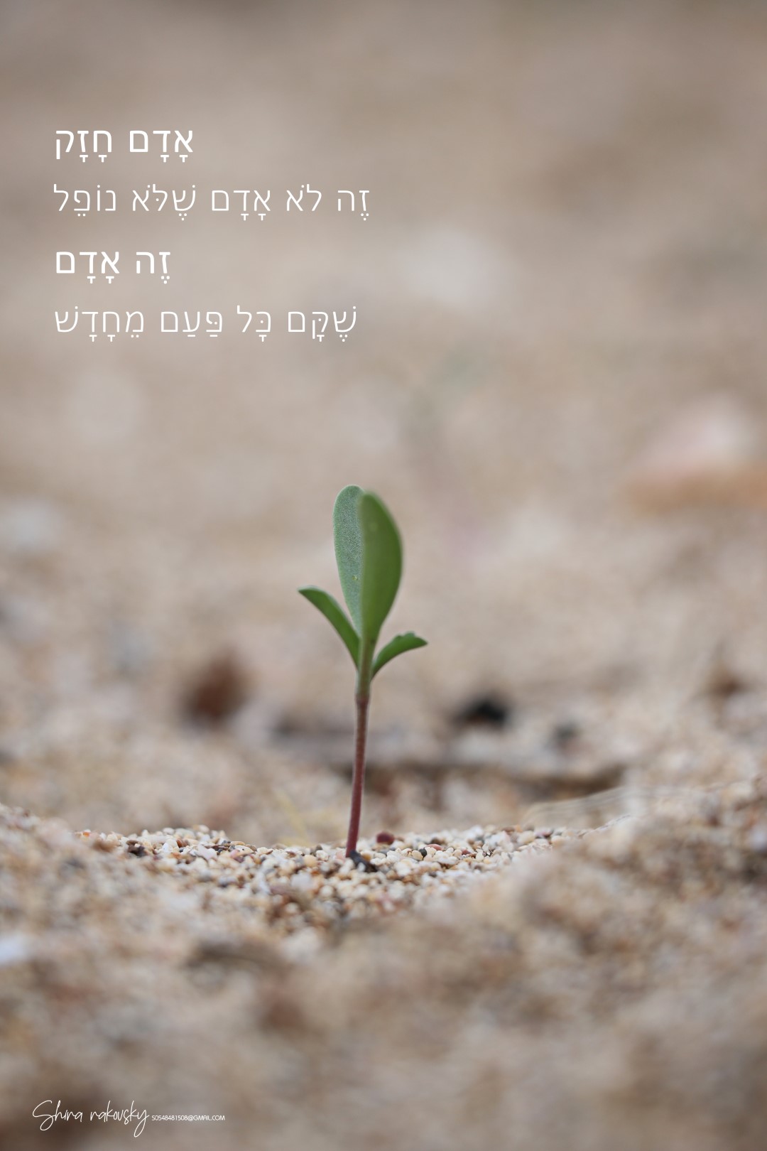 IMG_8709 העתק (Large).jpg