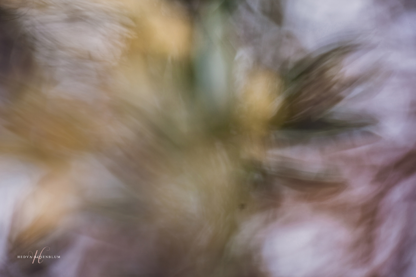 IMG_8883.jpg מוקטן.jpg 2.jpg