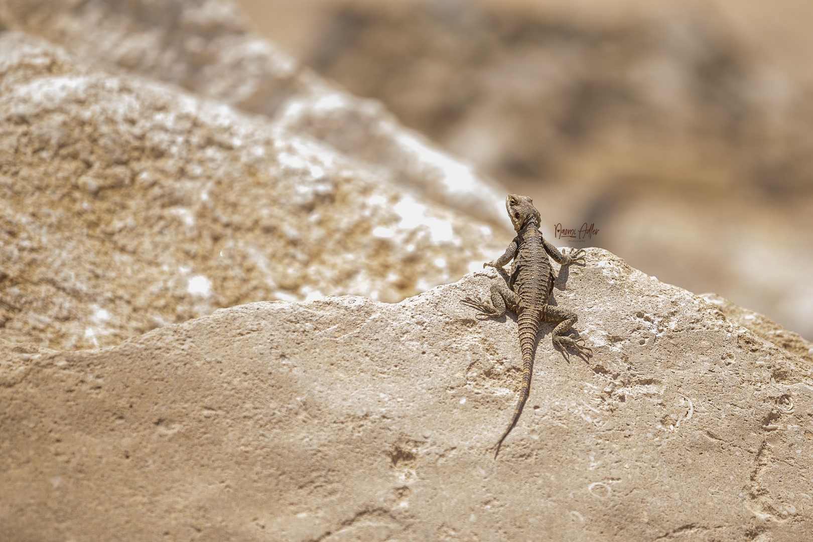 IMG_9572 copy (Large).jpg