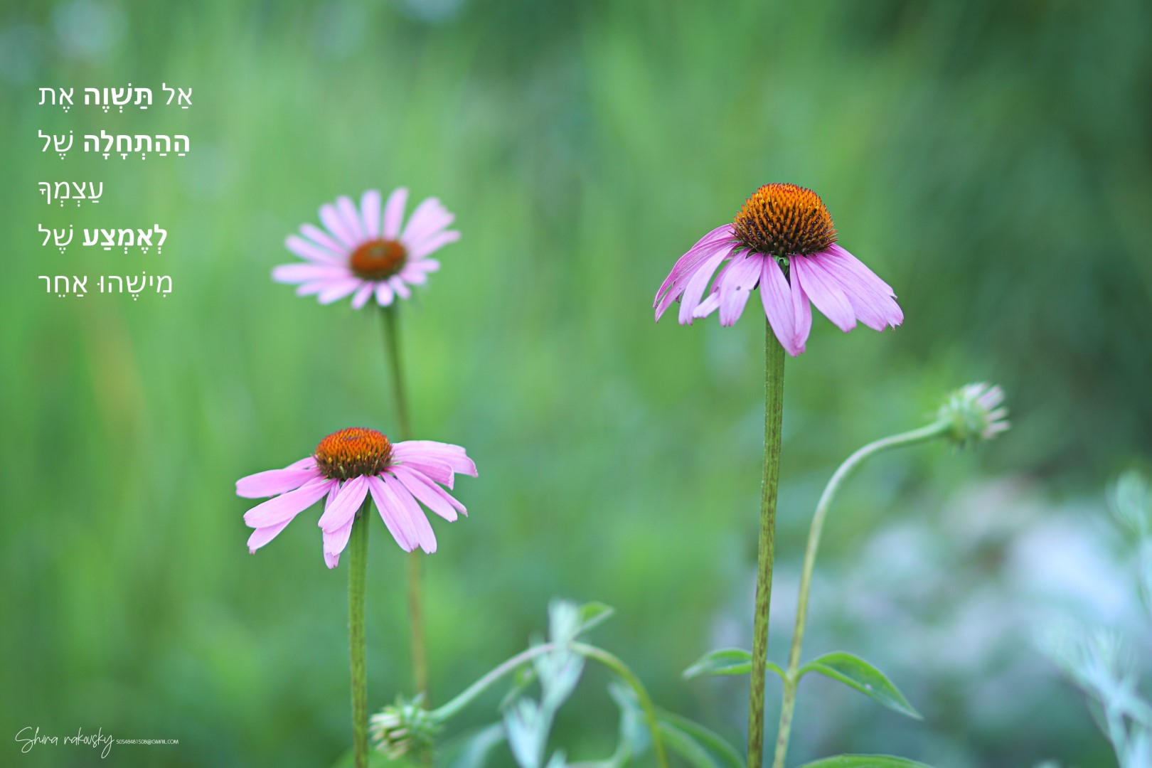 IMG_9665 העתק (Large).jpg