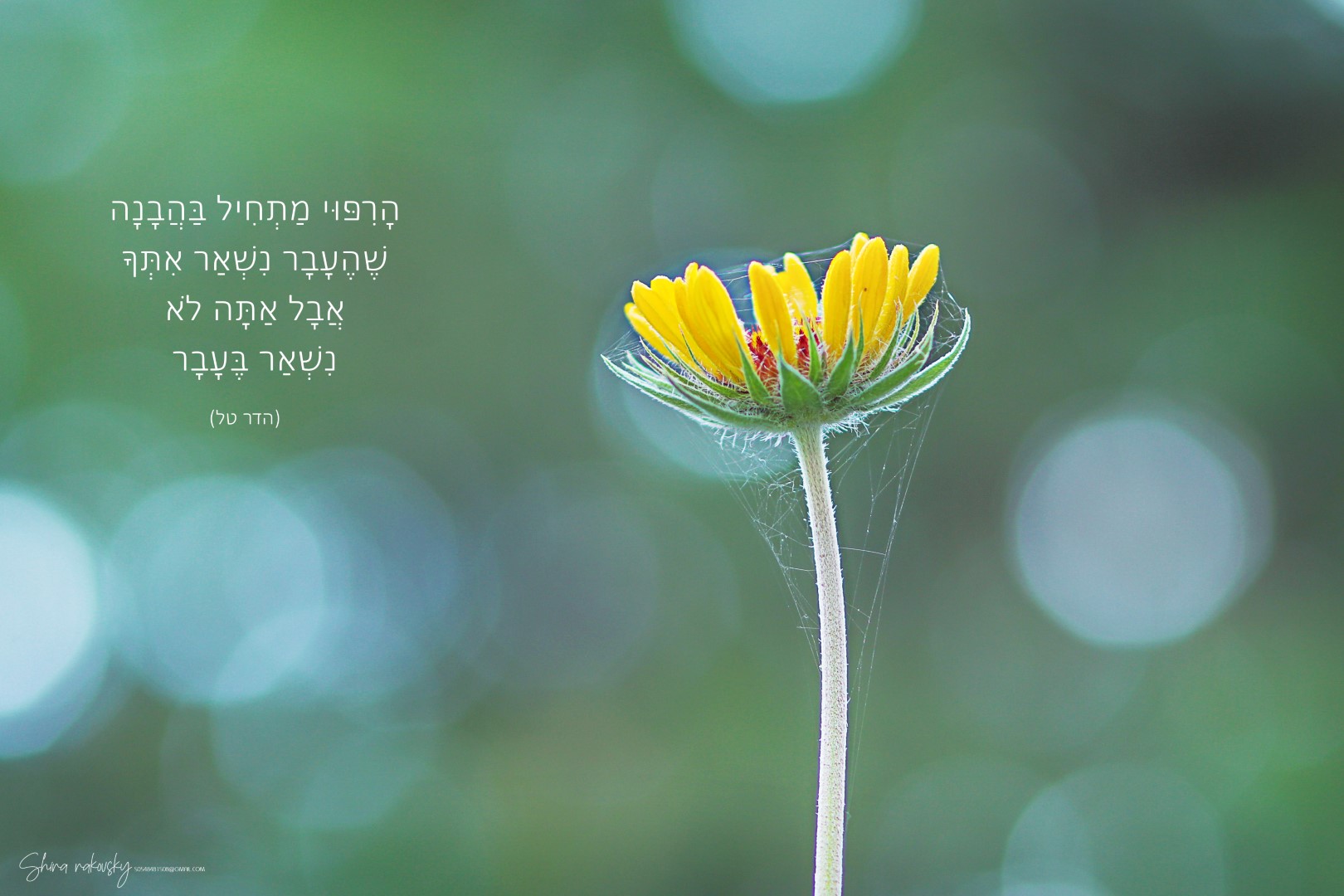 IMG_9676 copy1 (Large).jpg