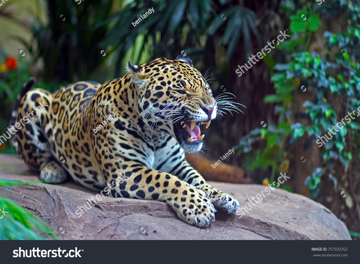 jaguar-leopard-roaring-to-establish-dominance-757333762.jpg