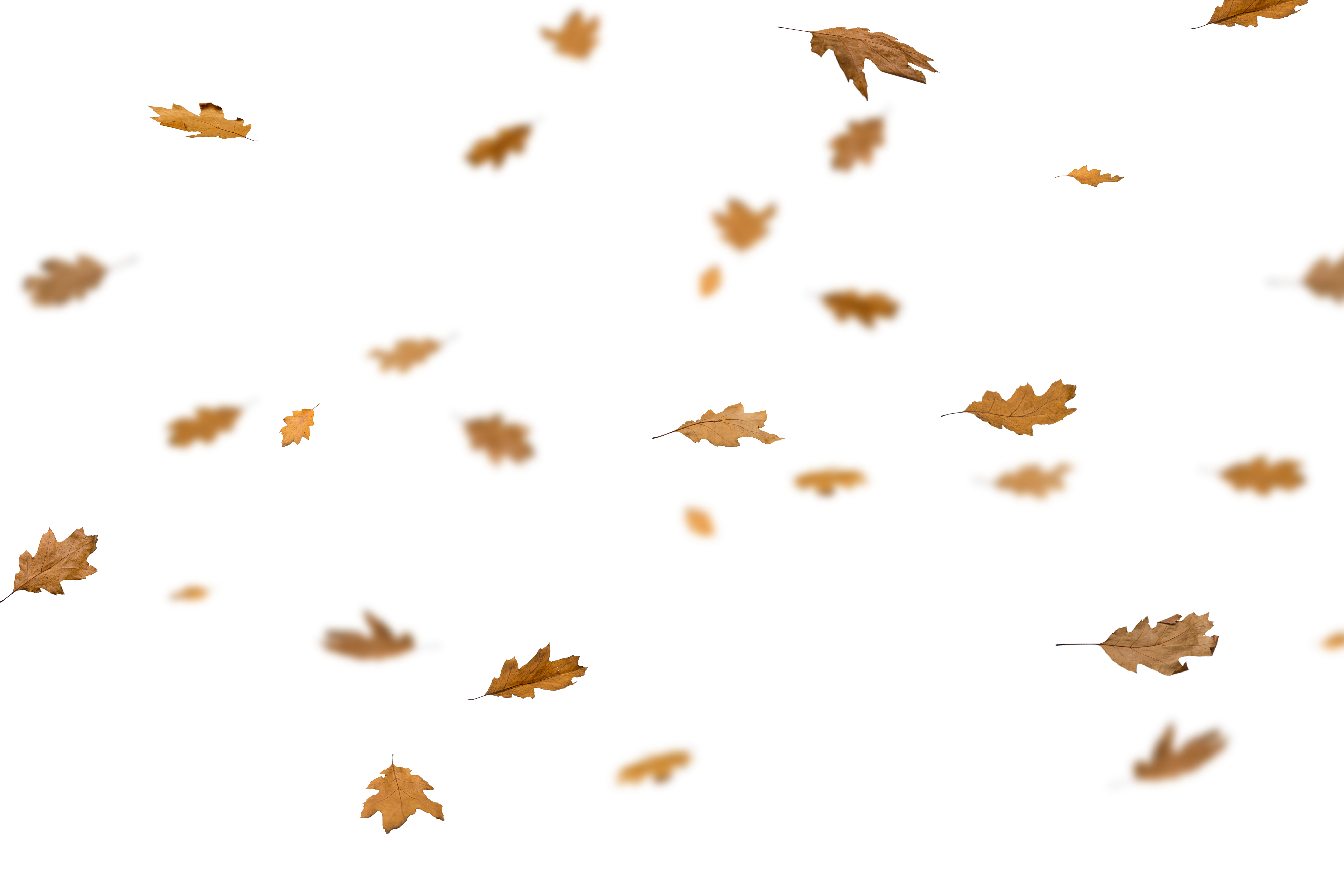 Leaf Overlay 1.png