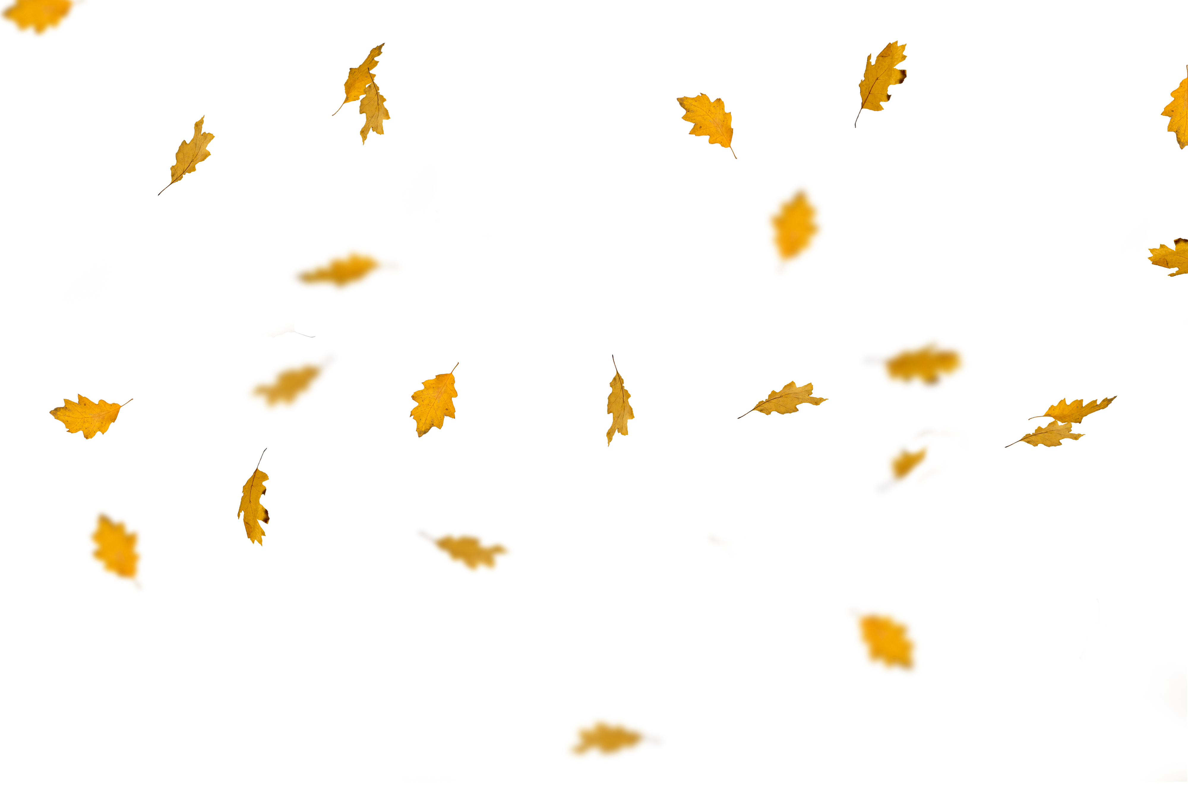 Leaf Overlay 12.png