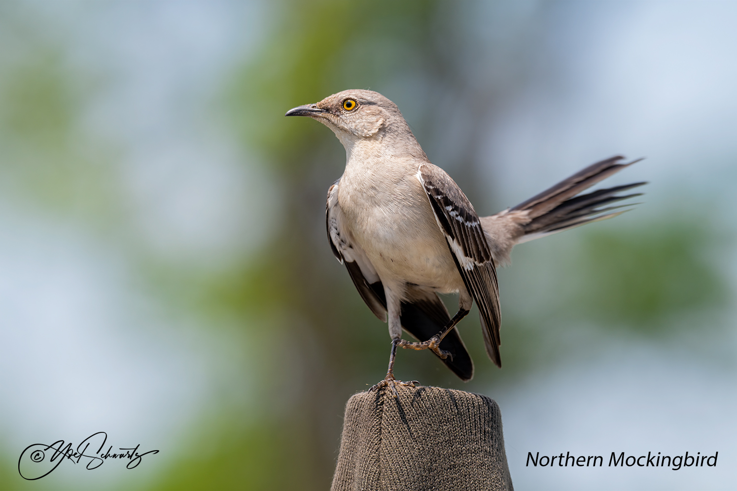 Northern Mockingbird 009.jpg