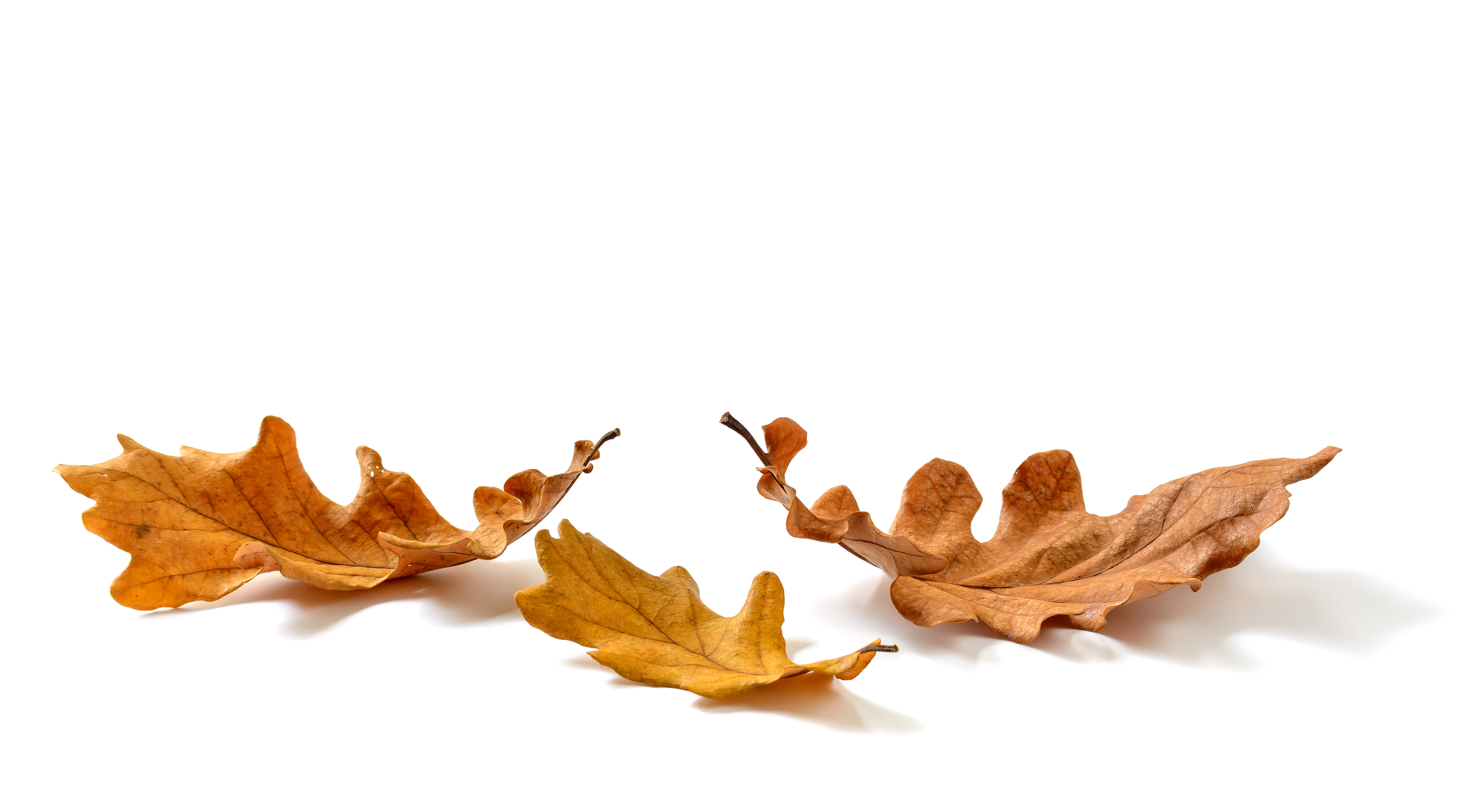oak-leaves-composition-isolated-white-background.jpg