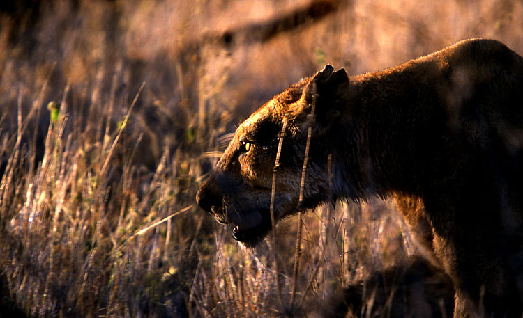 ohad_asher_africa (1).jpg