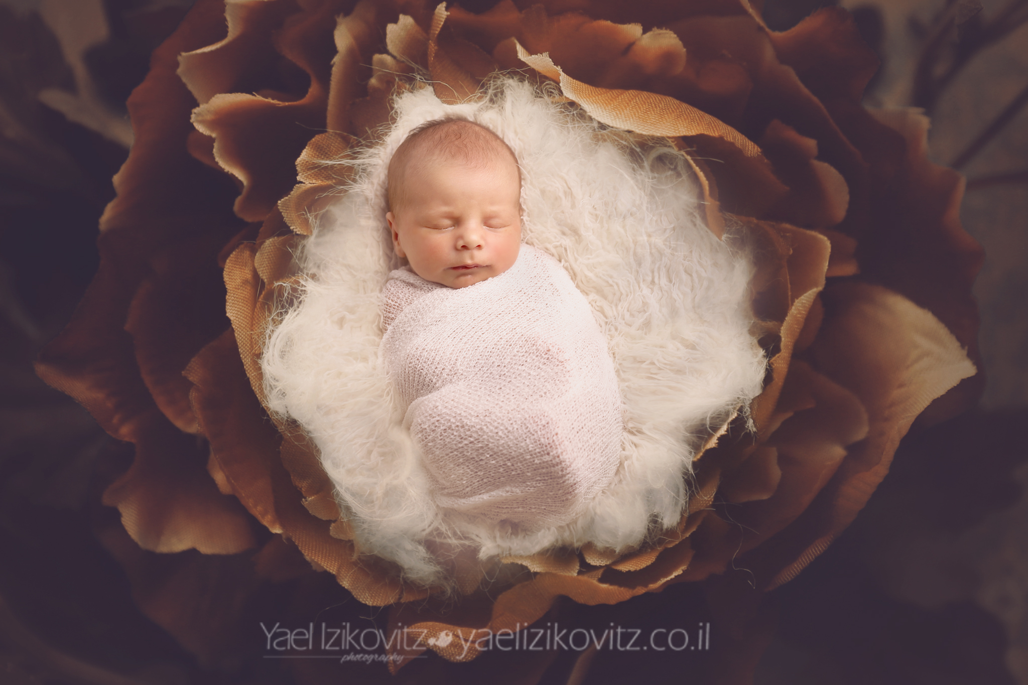 OldRomanticRose.jpg מוקטן.jpg