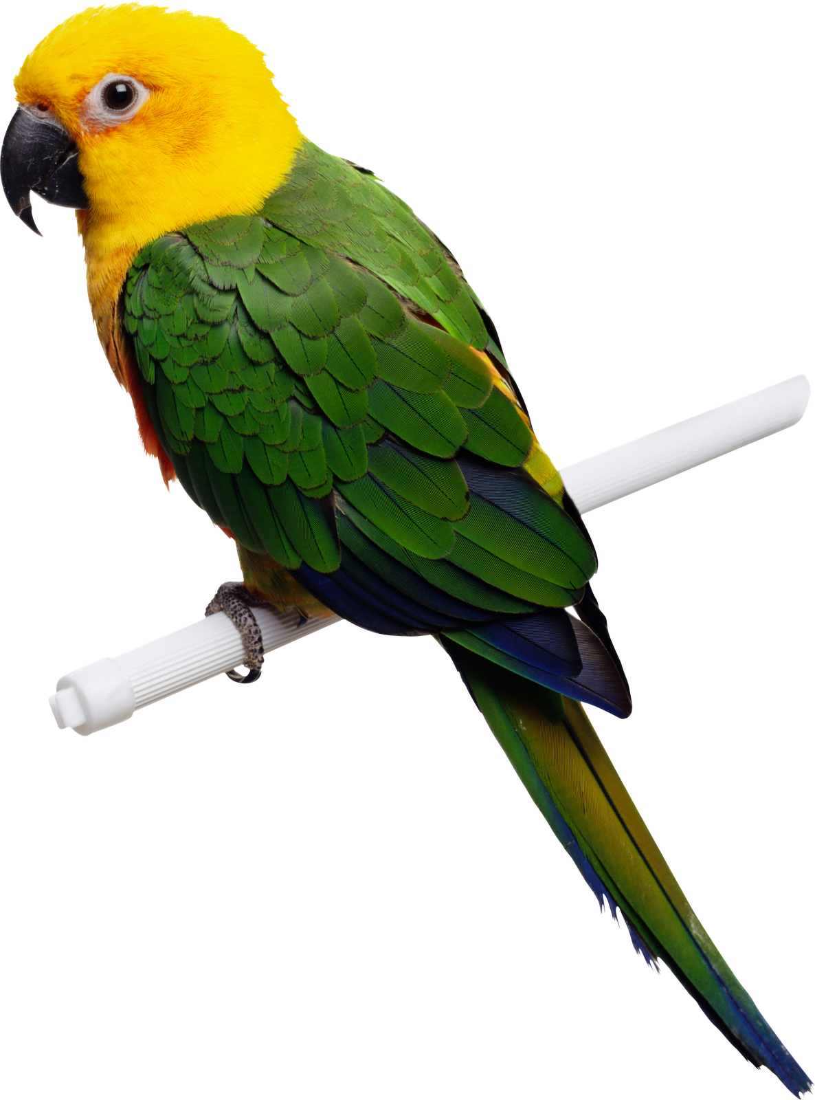 parrot (6).png