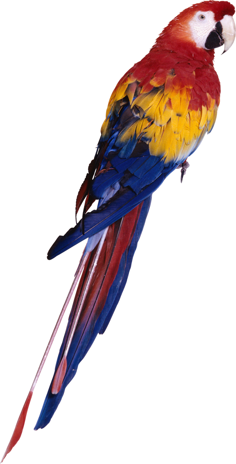 parrot (8).png