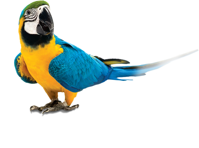 parrot.png