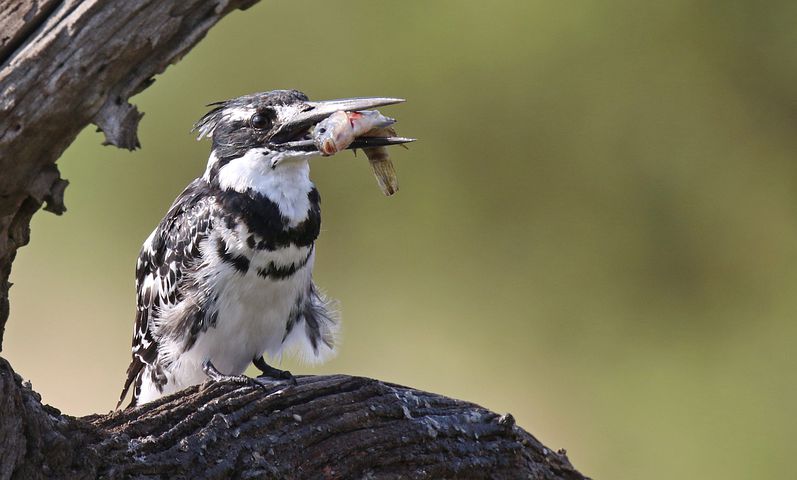 pied-kingfisher-6255945__480.jpg