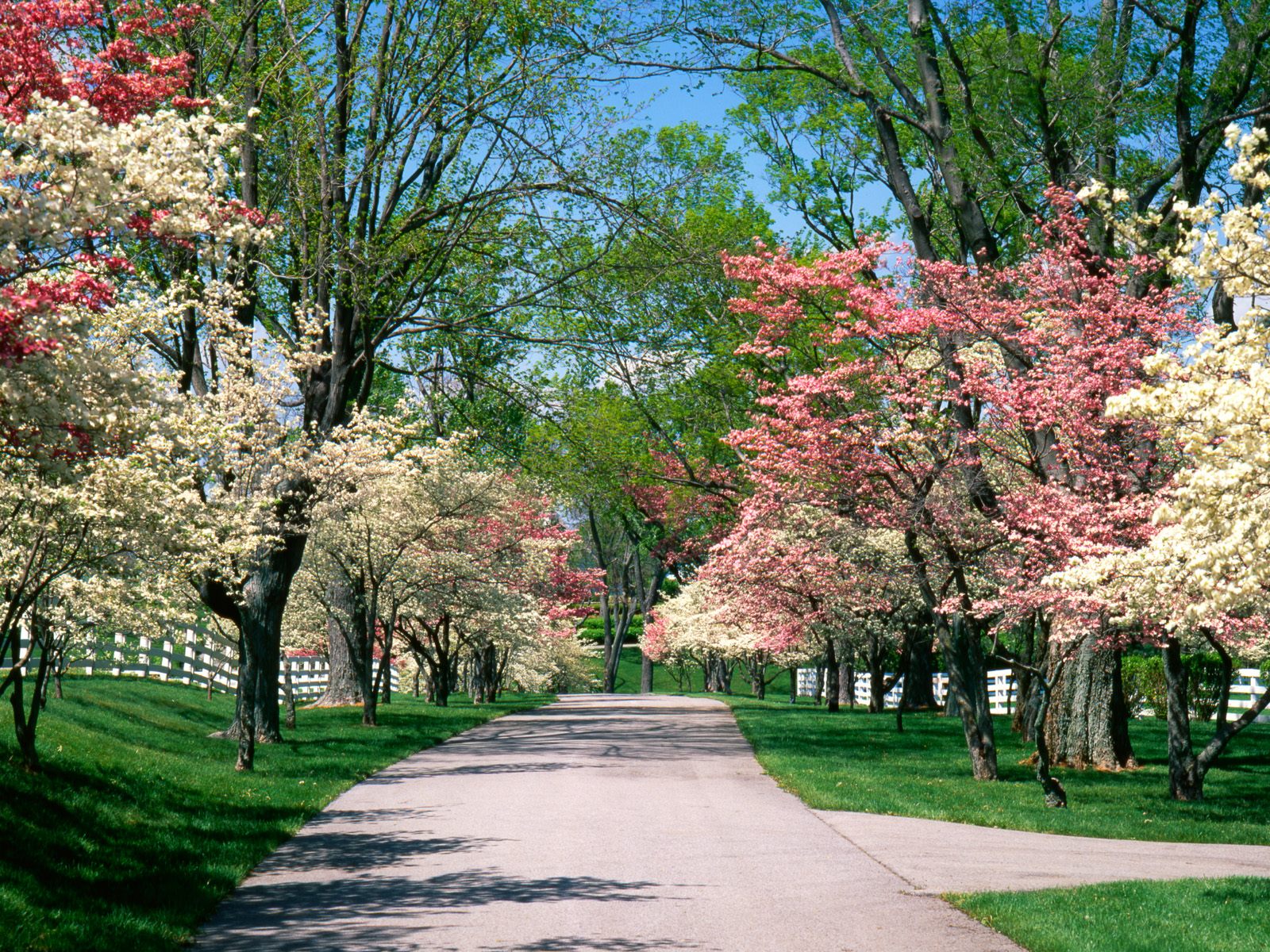 Pink and White Dogwood Trees, Lexington, Kentuck.jpg