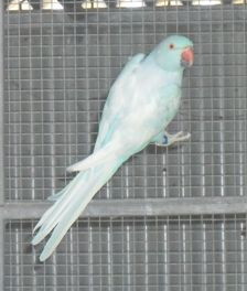 Poss Df Blue Harliquin or Blue Dominant pied hen 9.JPG