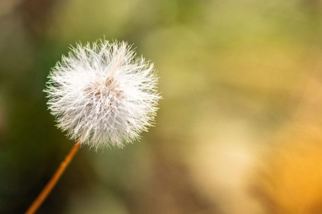 senecio-vulgaris-groundsel-old-man-spring-flowering-blossom-plant_77829-186 (1).jpg