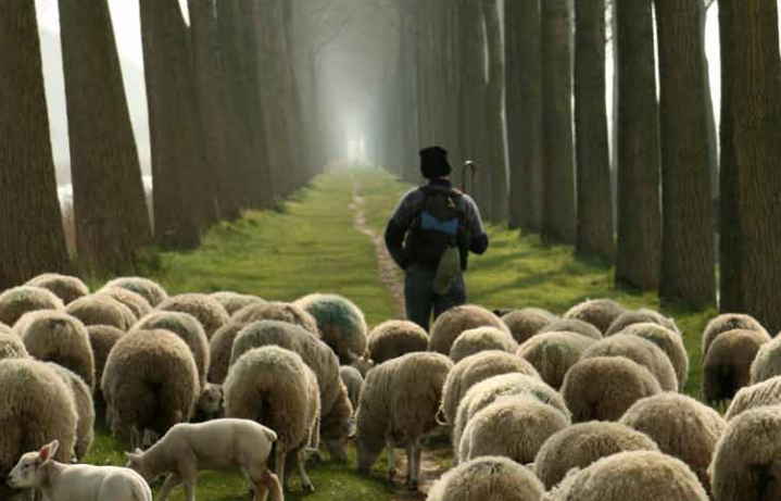 shepherd-and-sheep-2.png
