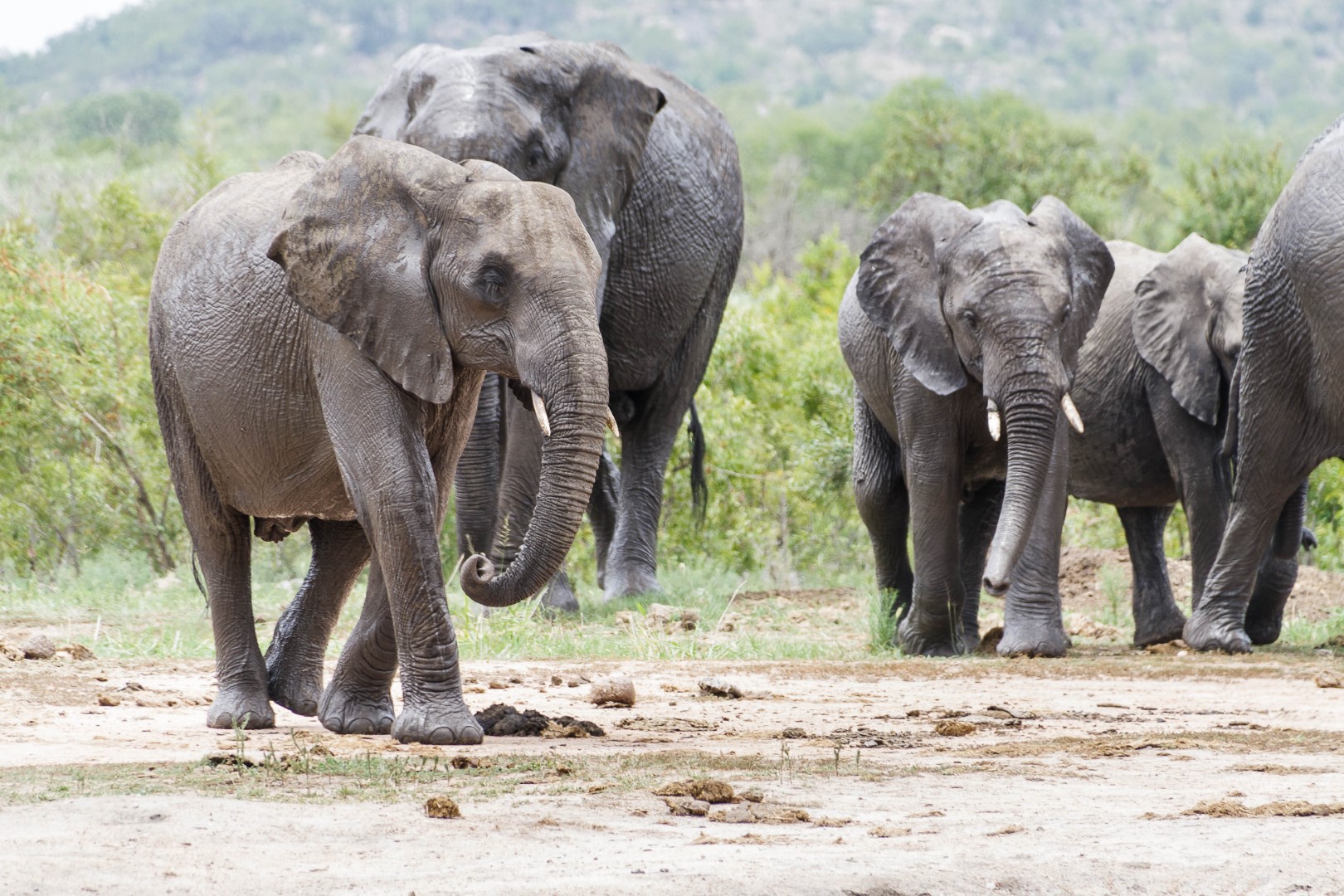 shutterstock_1253107090 (1) (Large).jpg