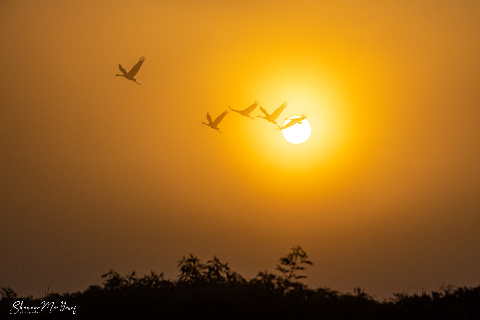 SMY_8319 (גדול).jpg