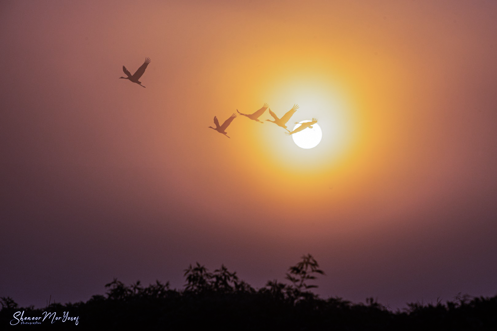 SMY_8319 (גדול).png