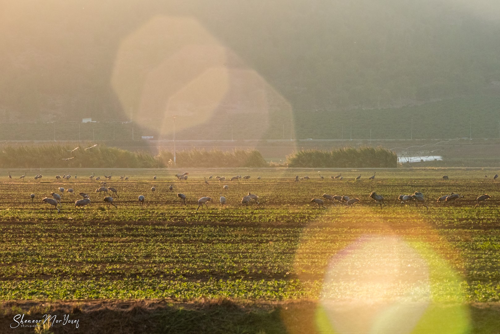 SMY_9046 (גדול).jpg