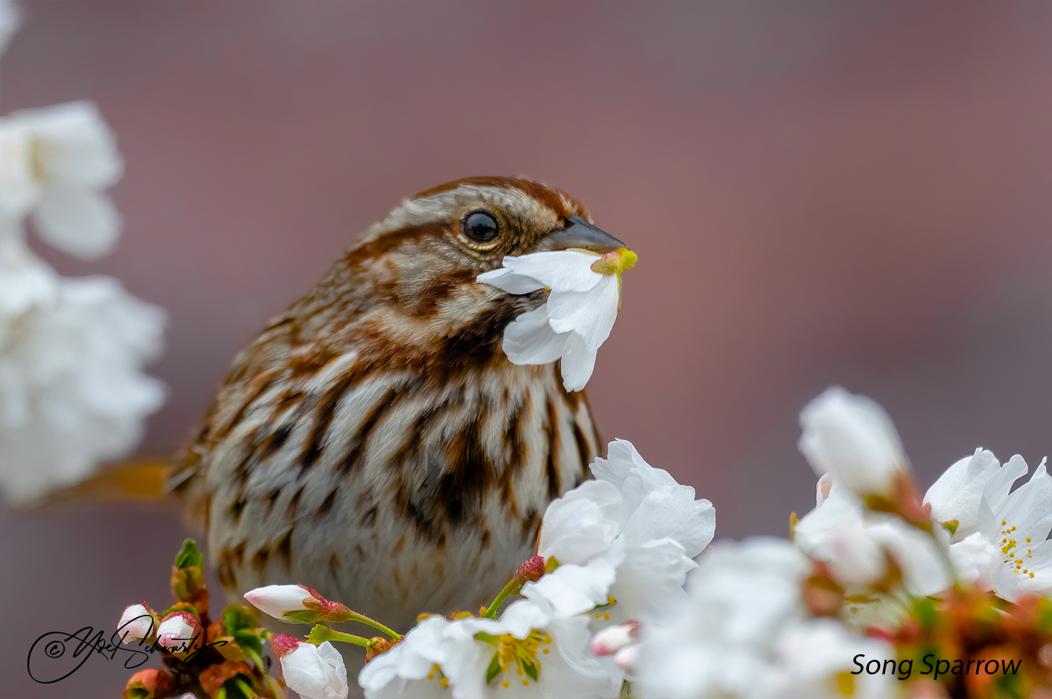 Song Sparrow 003.jpg