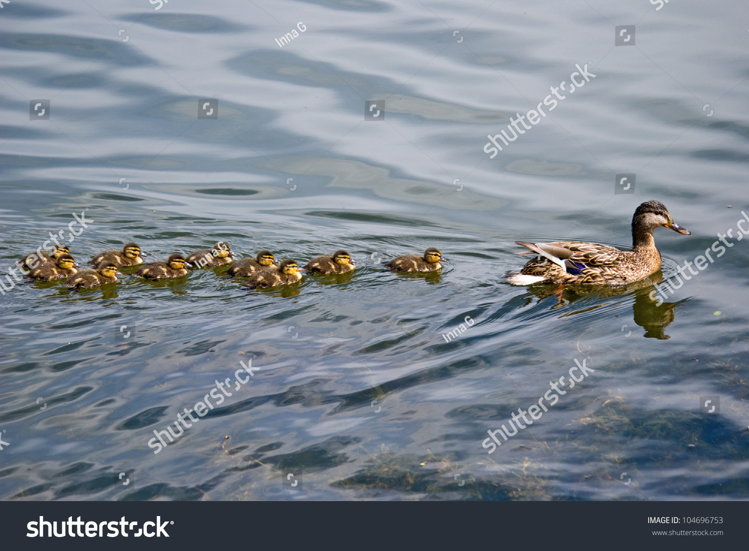 stock-photo-duck-and-ten-ducklings-104696753 (1).jpg