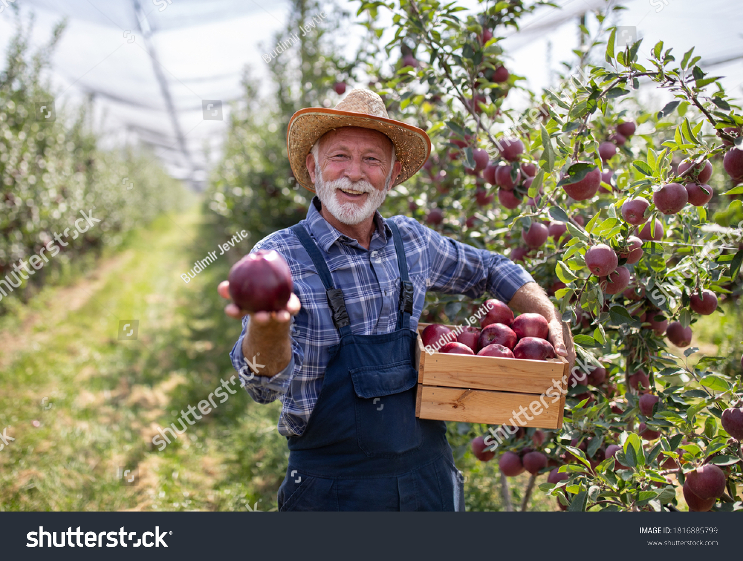 stock-photo-farmer-with-straw-hat-holding-crate-full-of-red-cif-apples-in-orchard-suring-harve...jpg