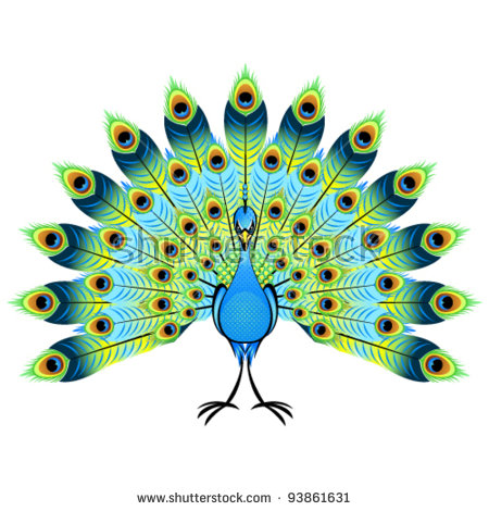 stock-vector-beautiful-peacock-vector-illustration-93861631.jpg