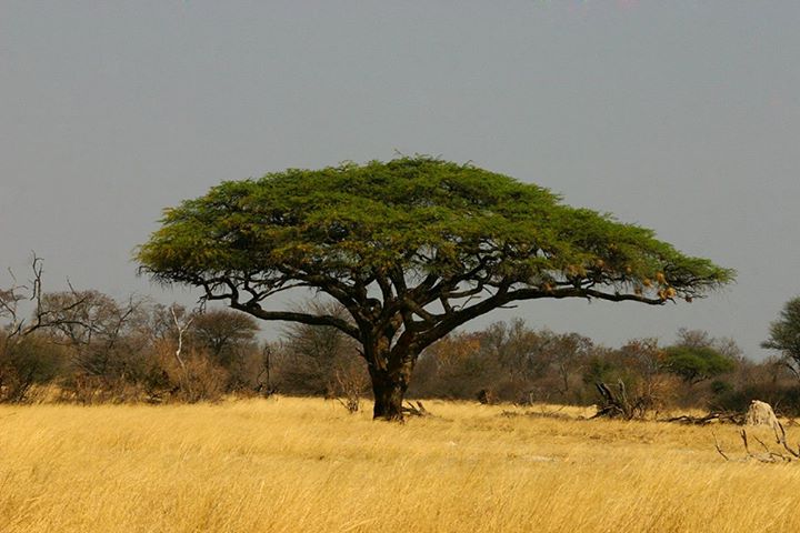 Vachellia_erioloba04.jpg
