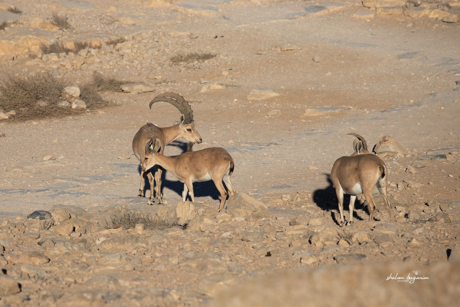 WhatsApp Image 2021-07-10 at 23.59.20.jpeg