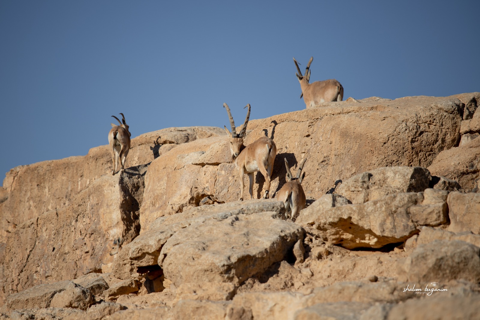 WhatsApp Image 2021-07-10 at 23.59.39.jpeg