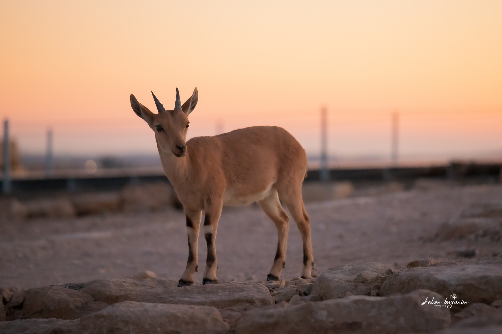 WhatsApp Image 2021-07-11 at 00.00.03.jpeg