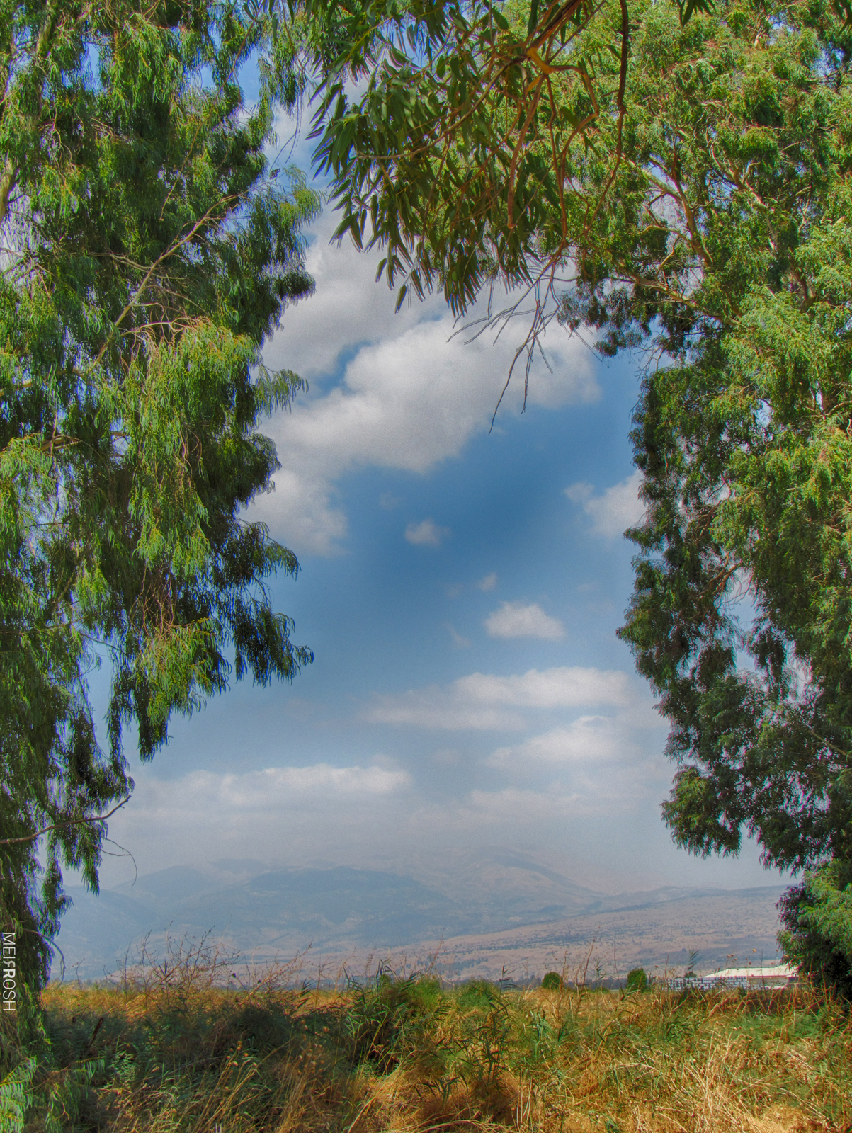 אגמון החולה (1)