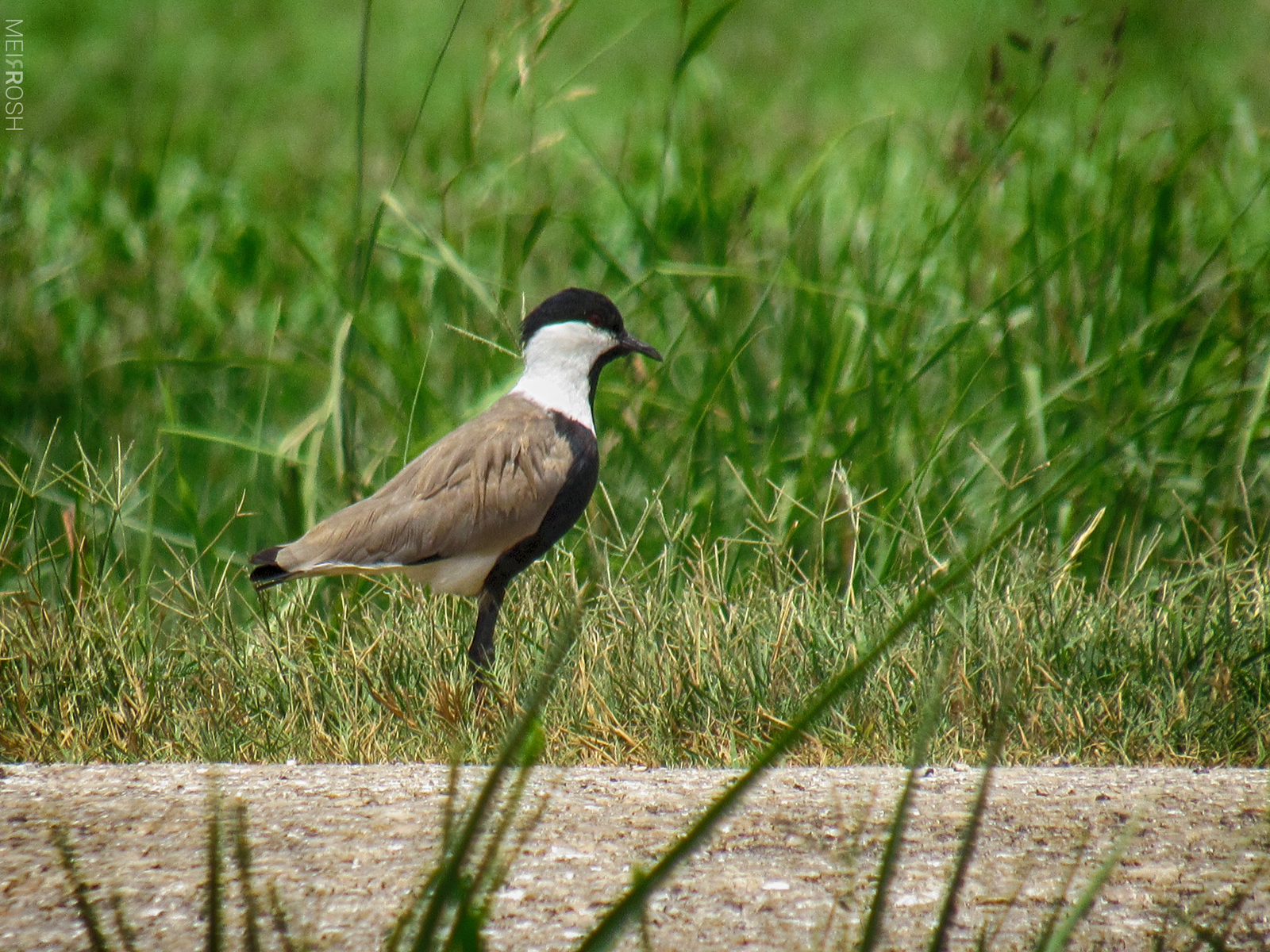אגמון החולה (10)