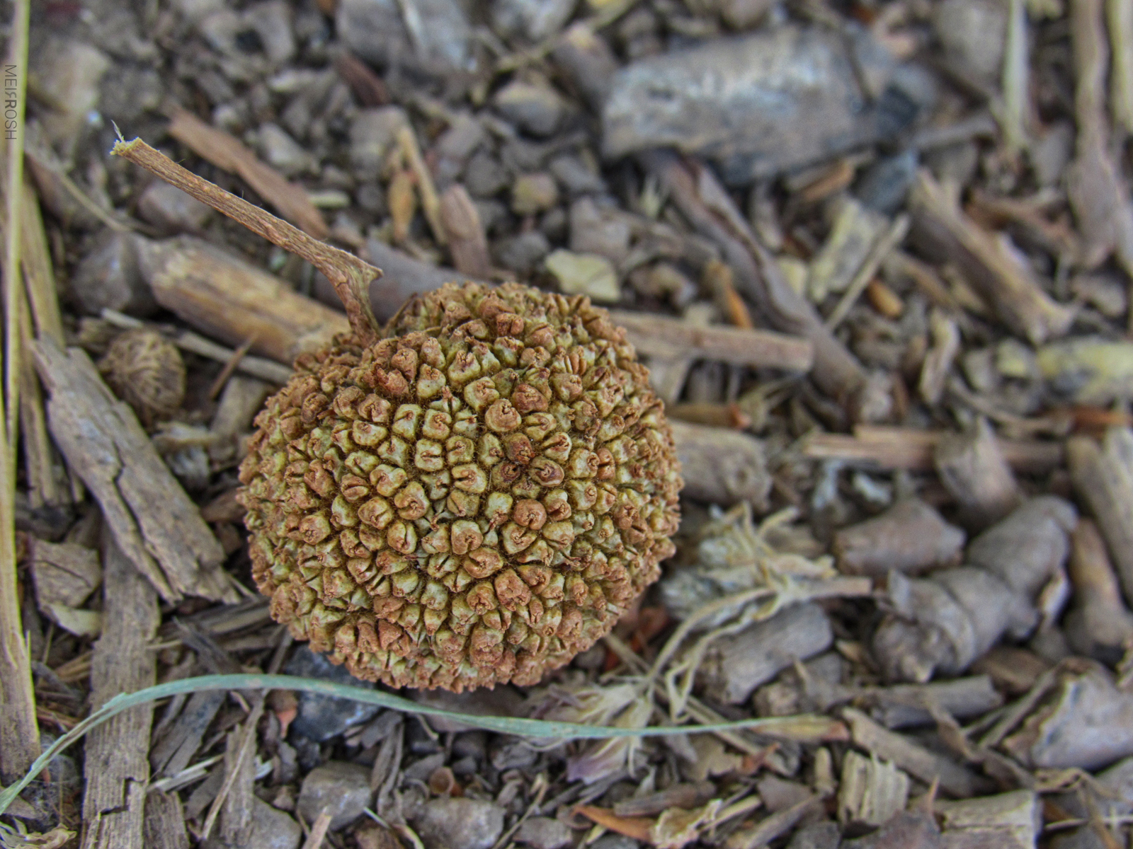 אגמון החולה (11)