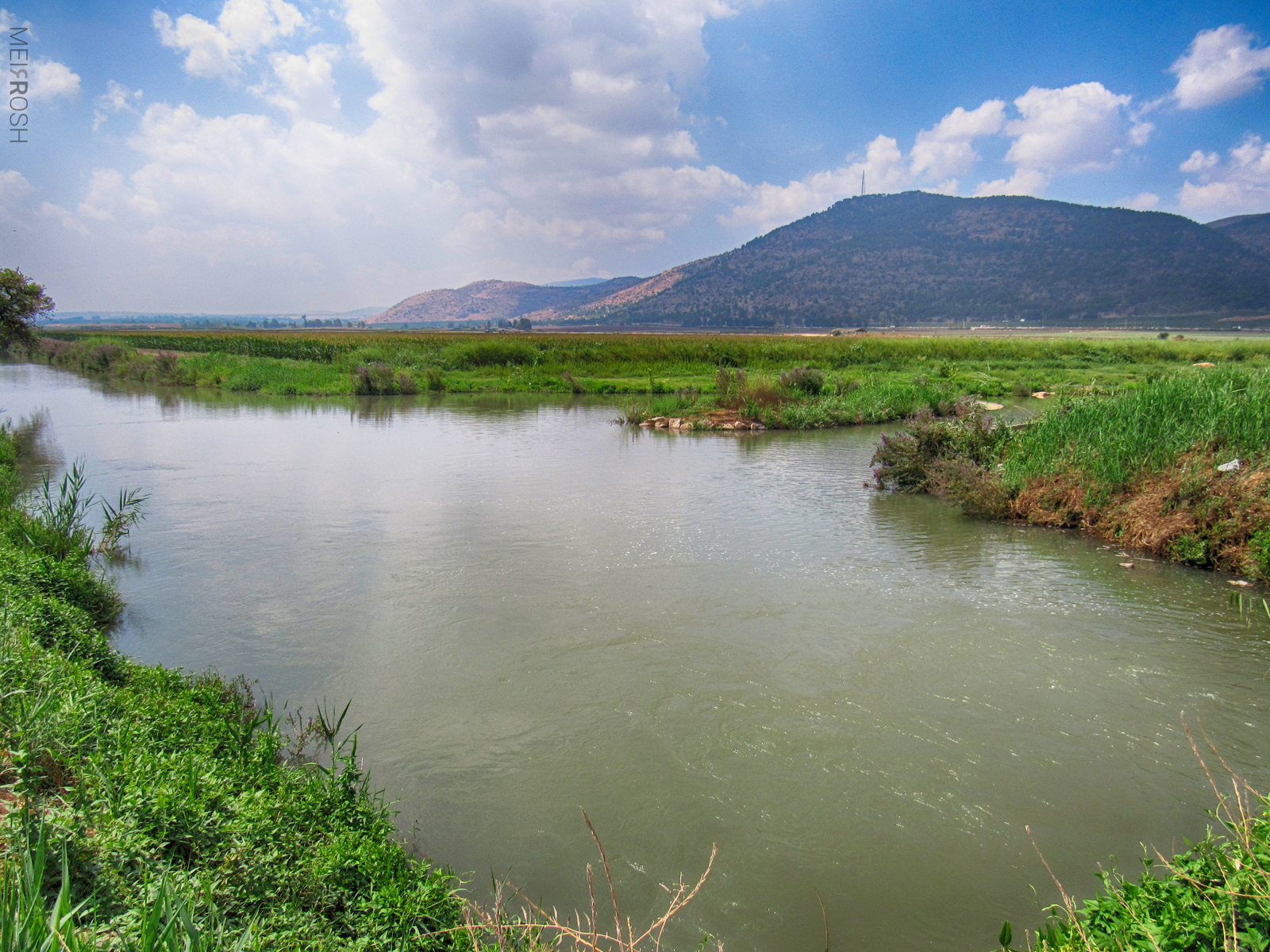 אגמון החולה (2)