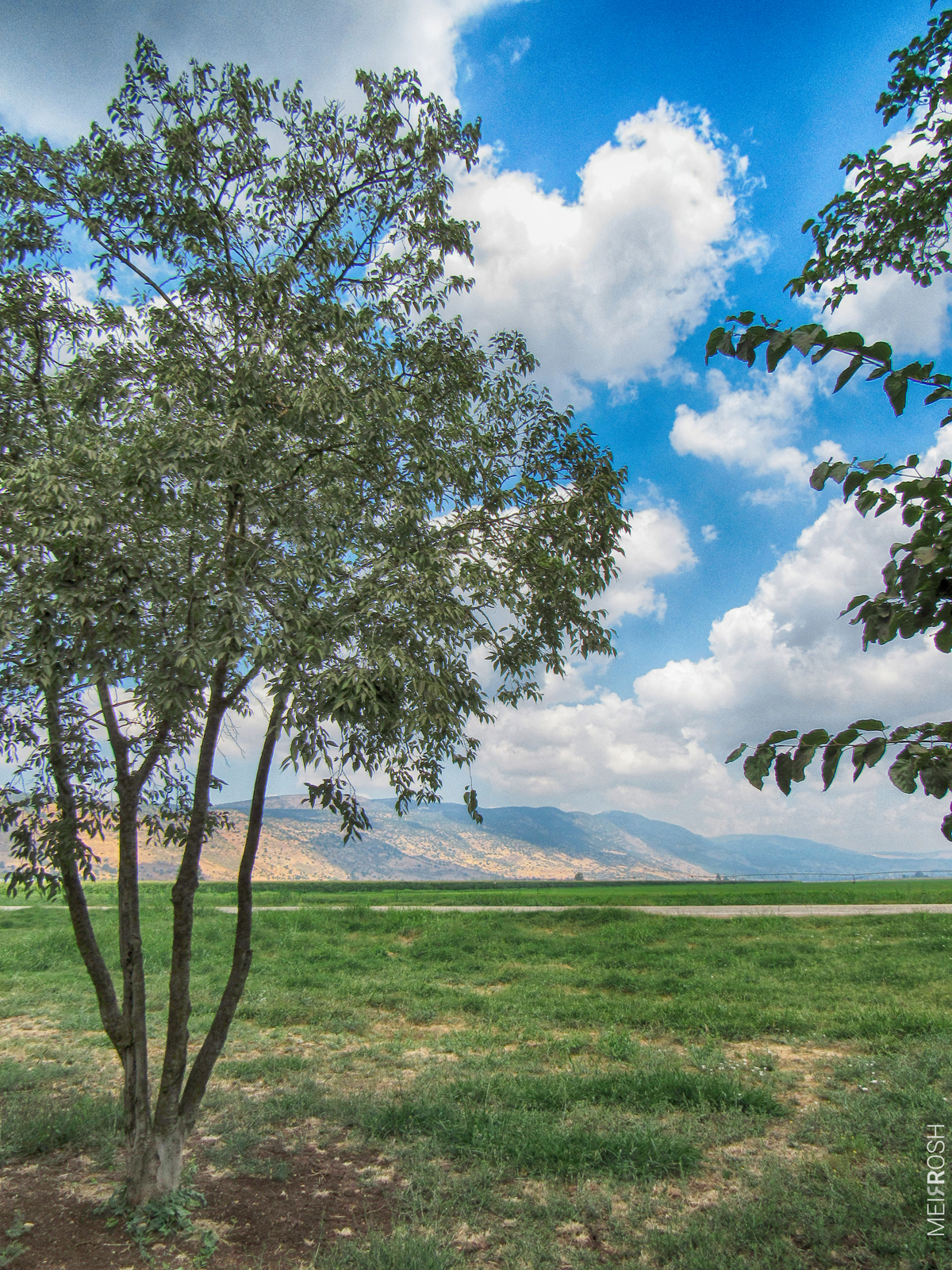אגמון החולה (3)