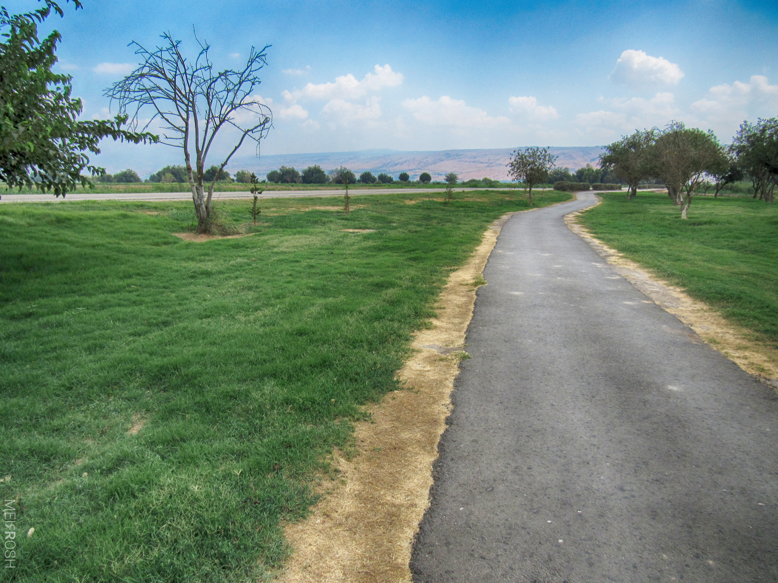אגמון החולה (4)