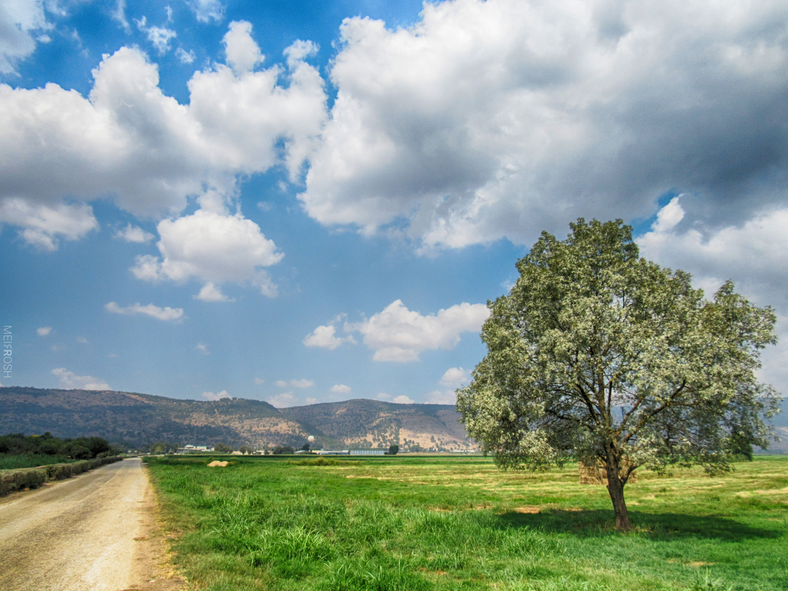 אגמון החולה (5)