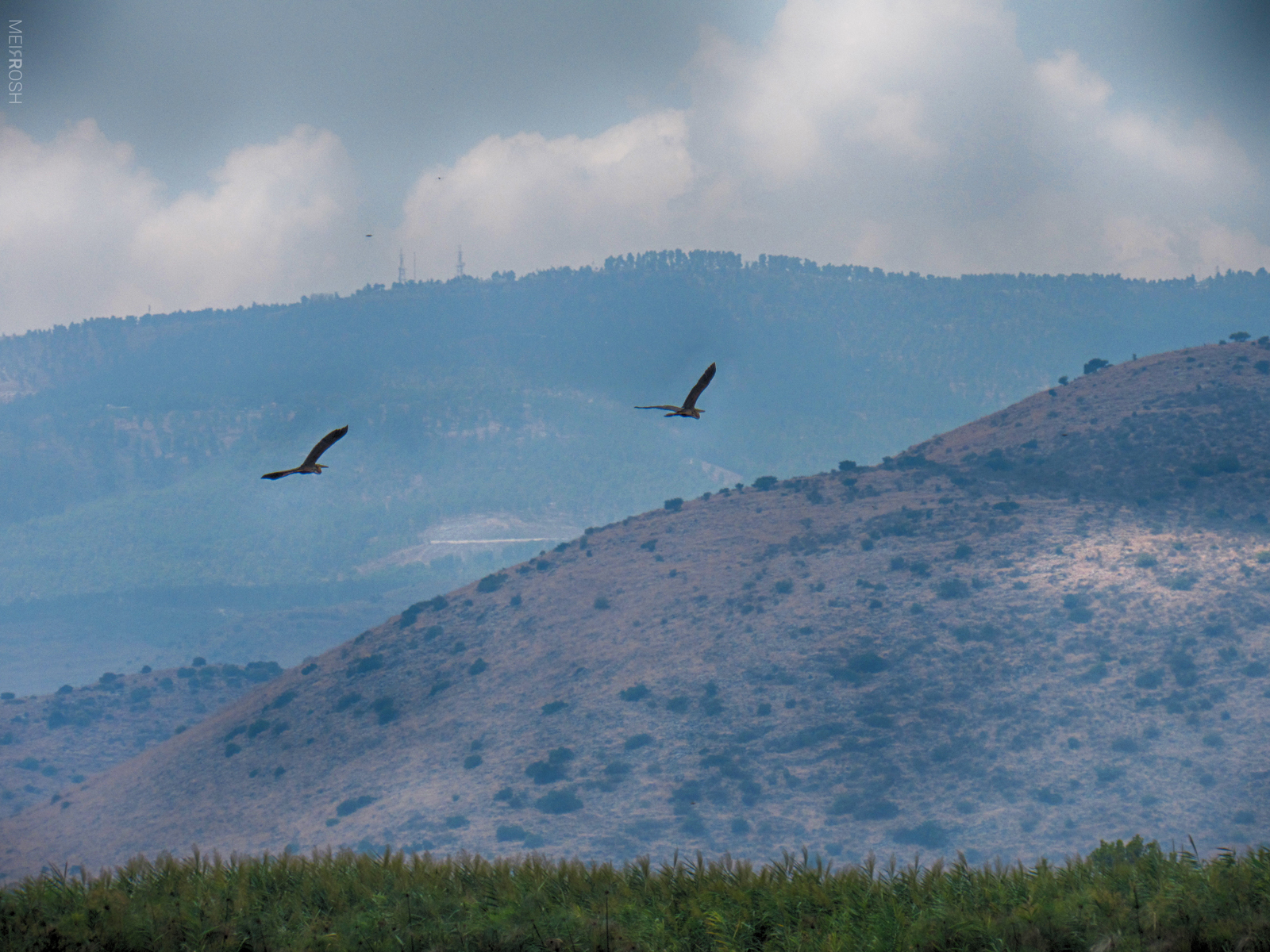אגמון החולה (6)