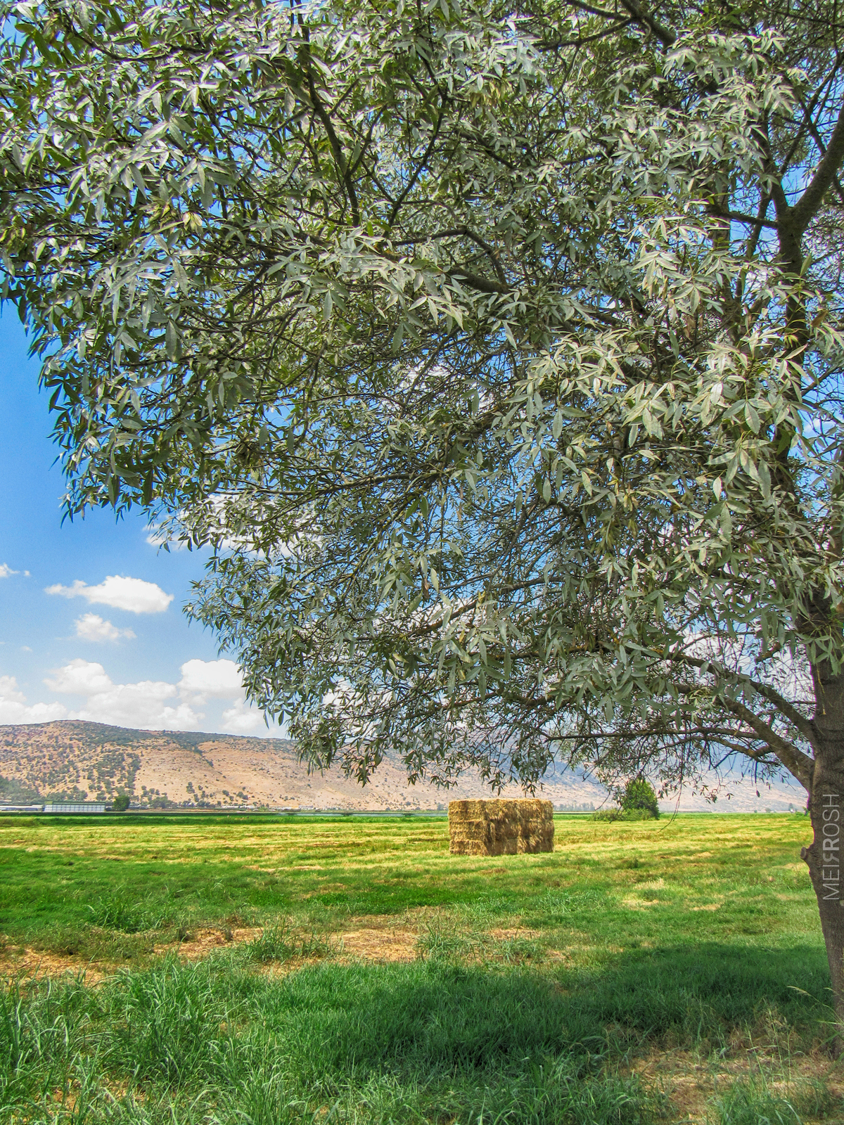 אגמון החולה (7)