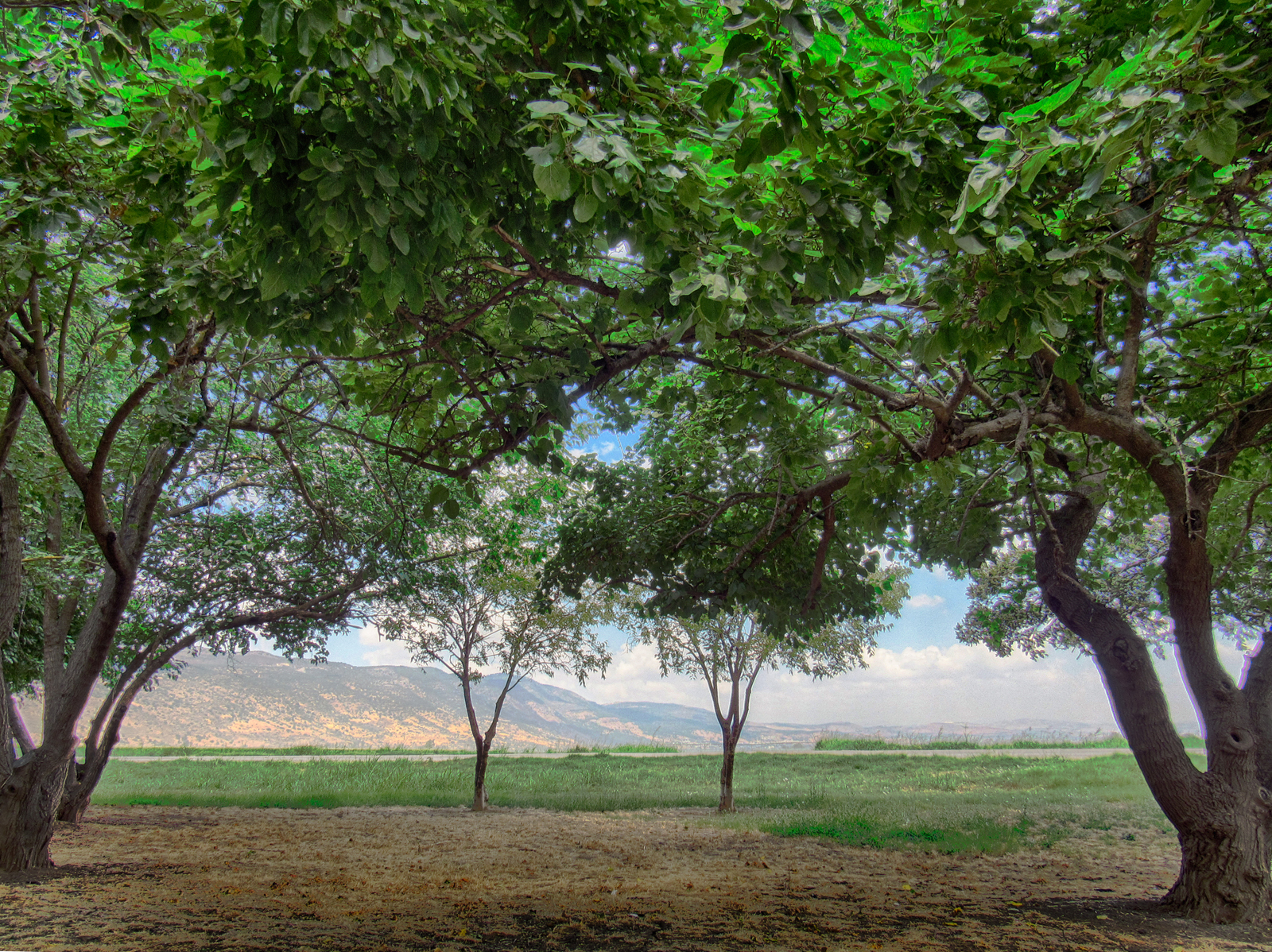 אגמון החולה (8)