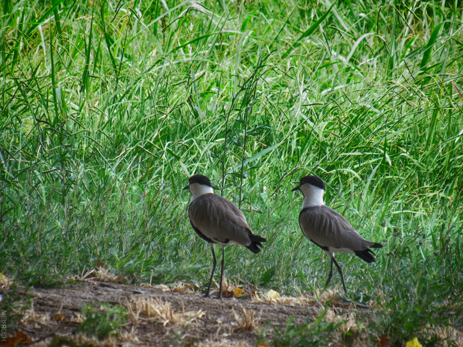אגמון החולה (9)
