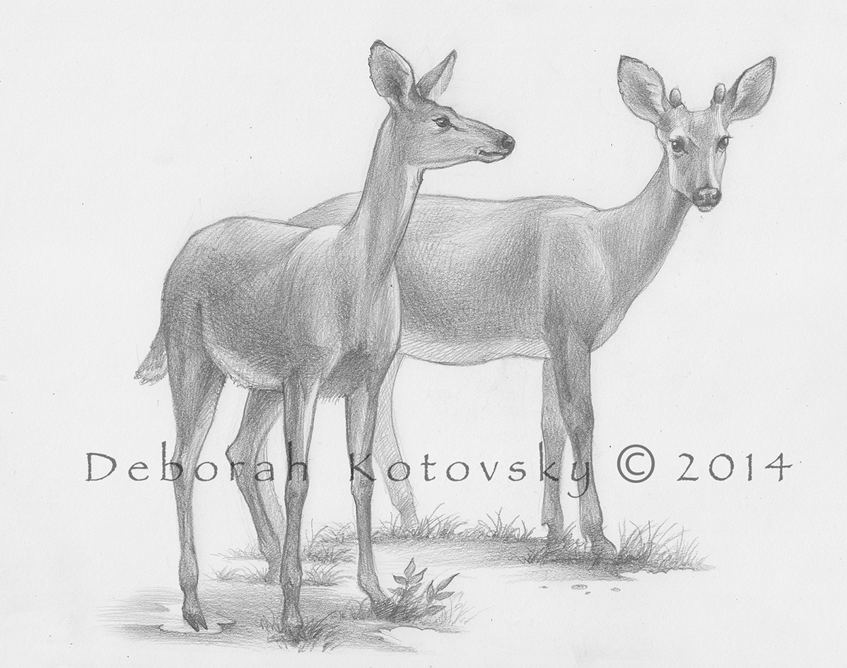 איור למשניות