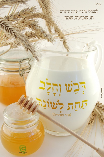איחול לחג השבועות - חג הקציר