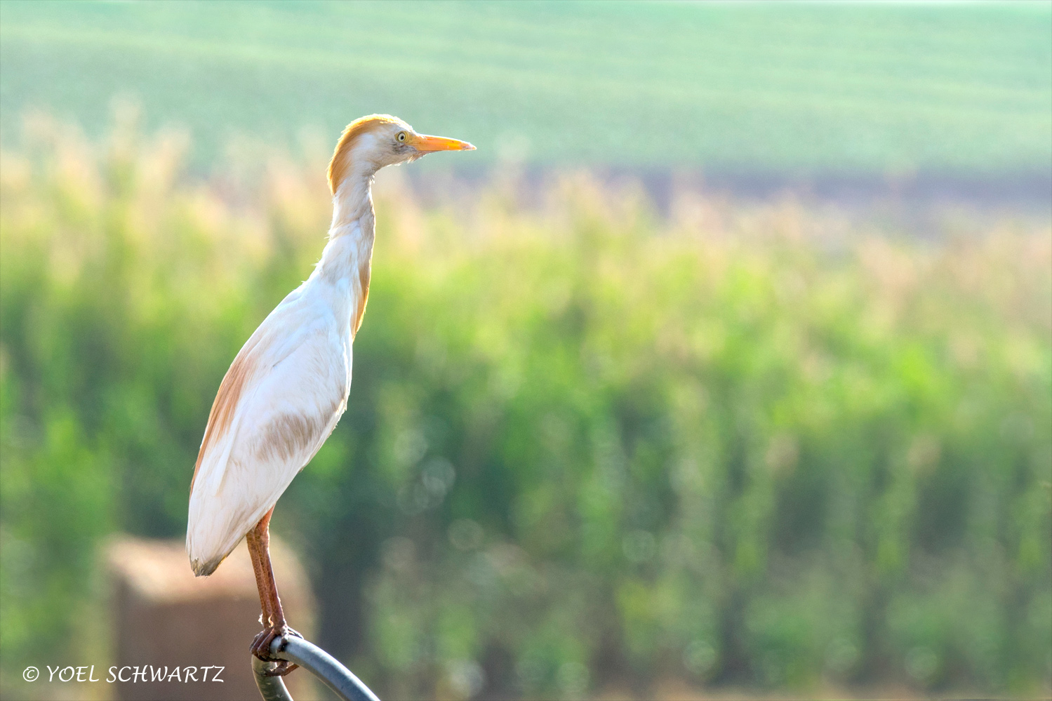 אנפית בוקר 006