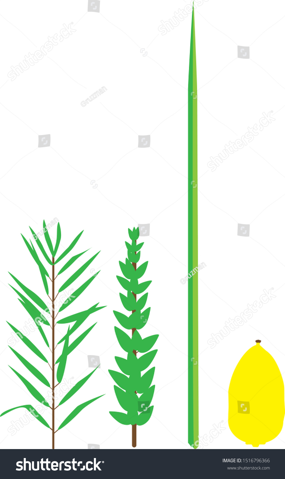 ארבעת המינים וקטור